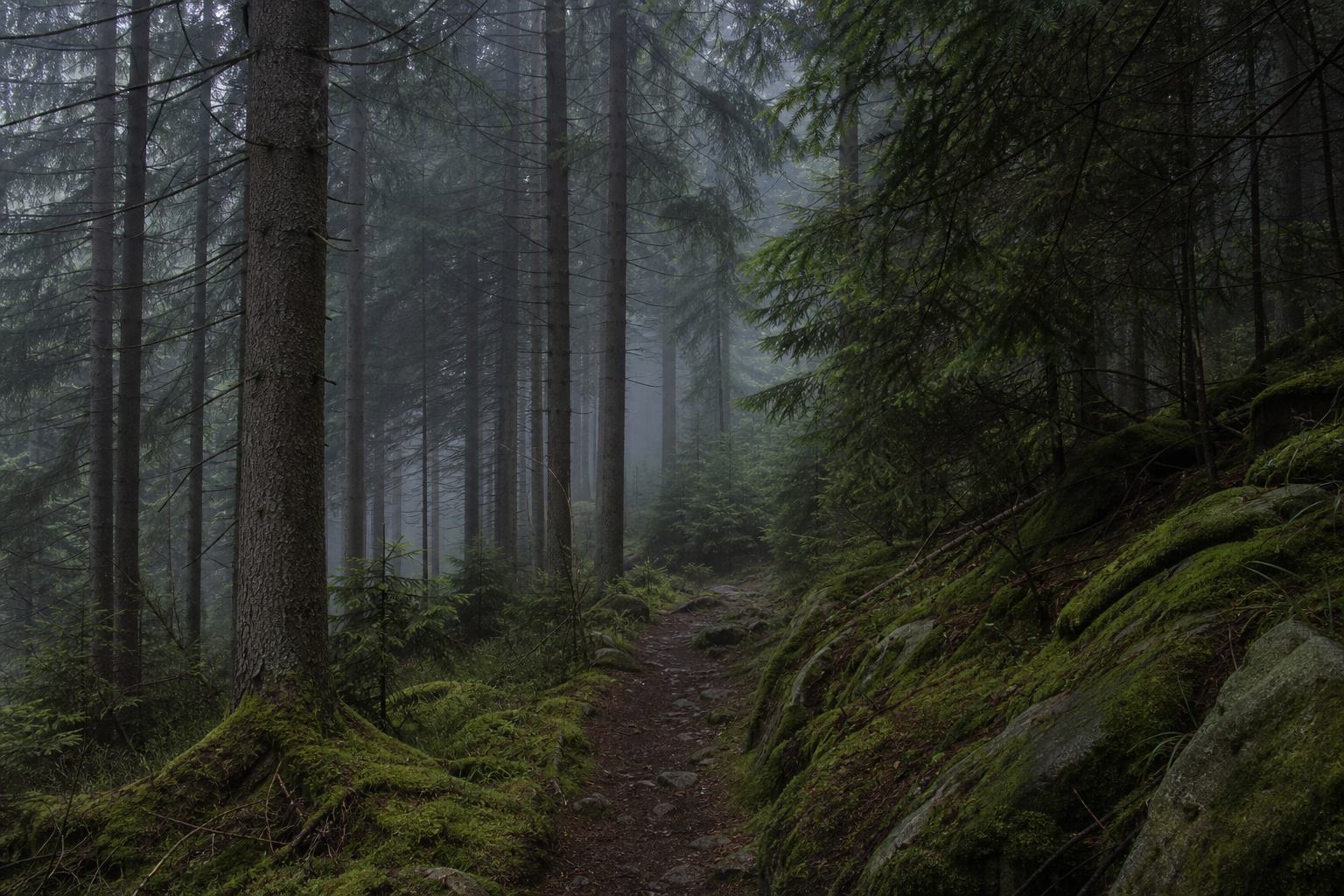 Dichter Nadel- und Mischwald im Harz
