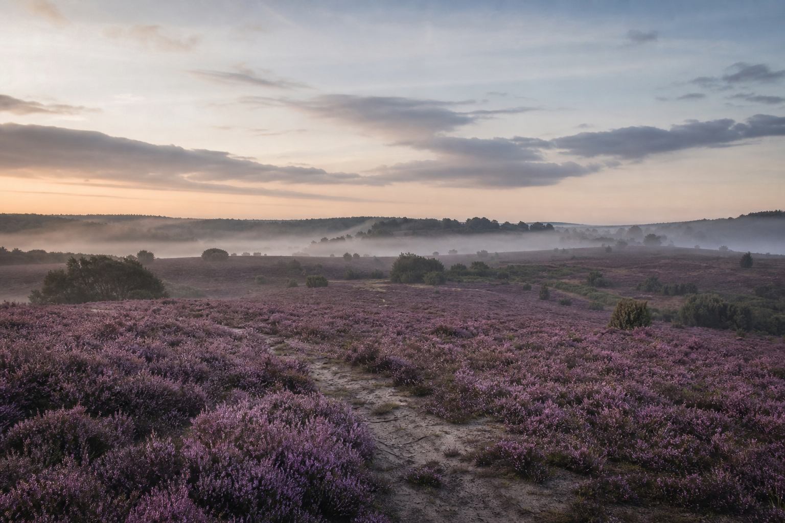 Violett blühende Heideflächen in der Lüneburger Heide